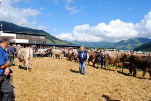 Rinderwahlen mit Experte Markus Kennel Steinerberg